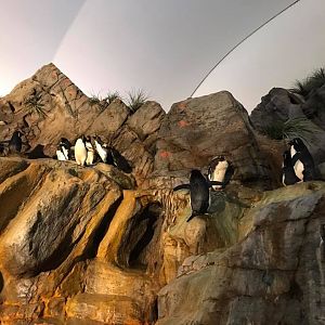 Penguin and Puffin Coast