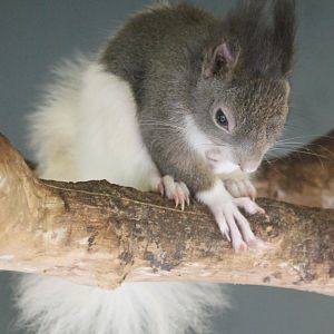 Japanese squirrel