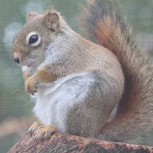 Hudson squirrel