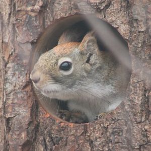 Hudson squirrel