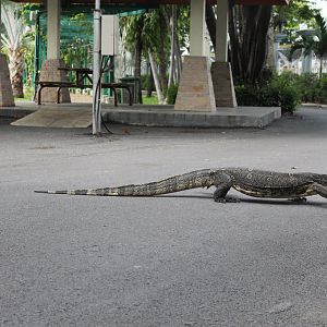 wild Water Monitor (Varanus salvator)