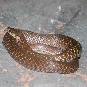 Yellow-spotted Keelback (Xenochrophis flavipunctatus)