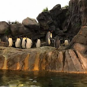 Penguin and Puffin Coast