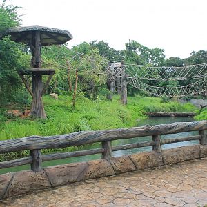 chimpanzee island