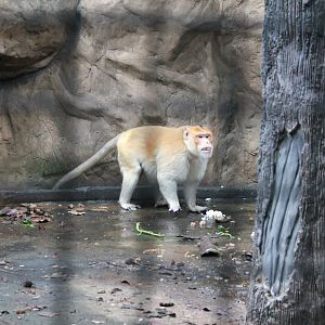 Crab-eating Macaque (Macaca fascicularis)