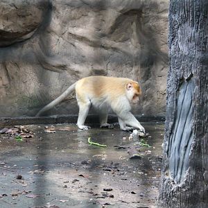 Crab-eating Macaque (Macaca fascicularis)
