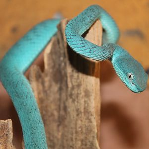 Big-eyed Pit-viper (Trimeresurus macrops)