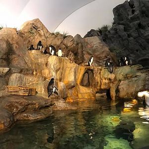 Penguin and Puffin Coast