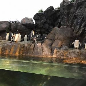 Penguin and Puffin Coast