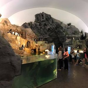 Penguin and Puffin Coast