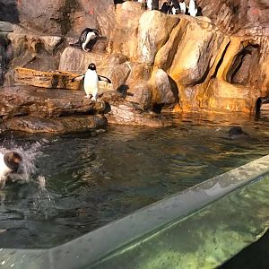 Penguin and Puffin Coast