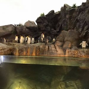 Penguin and Puffin Coast