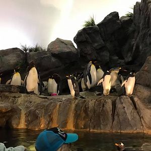 Penguin and Puffin Coast