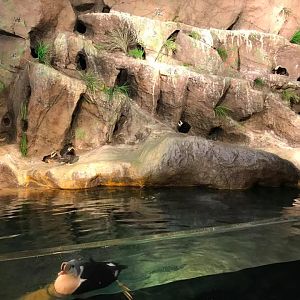 Penguin and Puffin Coast