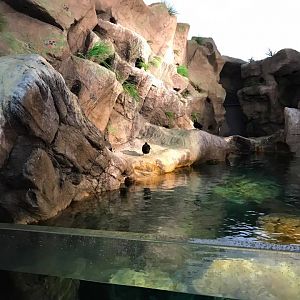 Penguin and Puffin Coast