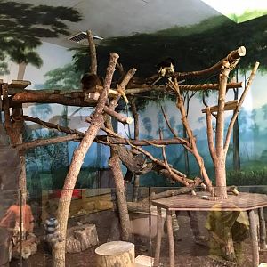 Children's Zoo- Tree Kangaroo