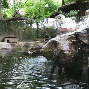 Children's Zoo- River Otter