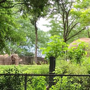 Elephant Woods- View from Children's Zoo