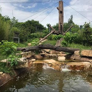 River's Edge- Andean Bear