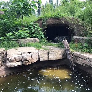 River's Edge- Andean Bear