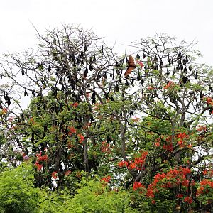 colony of Lyle's Fruit Bat (Pteropus lylei)