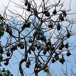 colony of Lyle's Fruit Bat (Pteropus lylei)