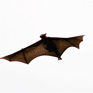 Lyle's Fruit Bat (Pteropus lylei), female carrying youngster