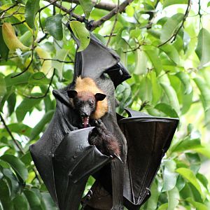 Lyle's Fruit Bat (Pteropus lylei), female and youngster