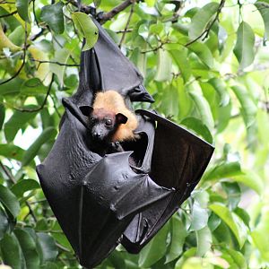 Lyle's Fruit Bat (Pteropus lylei), female and youngster