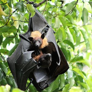 Lyle's Fruit Bat (Pteropus lylei), female and youngster