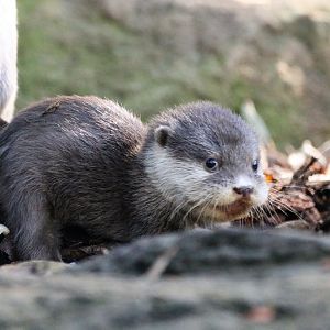Asian Small-clawed Otter
