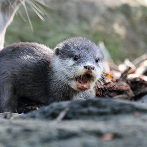 Asian Small-clawed Otter