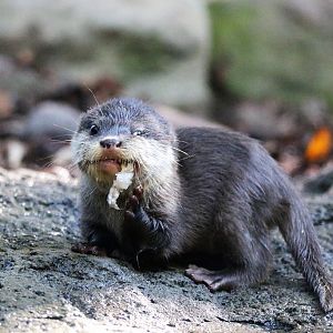 Asian Small-clawed Otter