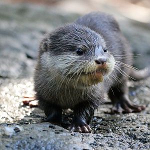 Asian Small-clawed Otter