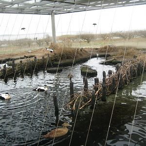 Fiskeri- og Søfartsmuseet - Wadden Sea Pavilion - Aviary