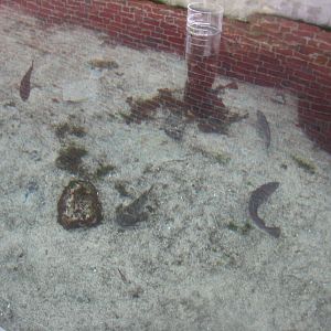 Fiskeri- og Søfartsmuseet - Wadden Sea Pavilion - Aviary pool