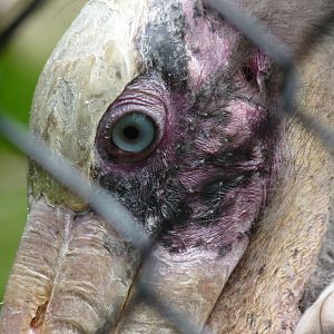 Lesser adjutant stork, May 2017