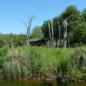 Orangutan island, May 2017