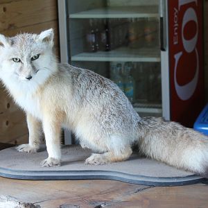 Corsac fox-specimen