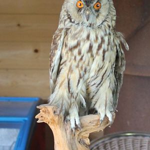Long-eared owl-specimen
