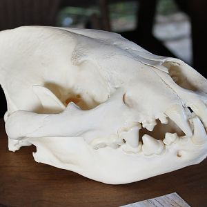 Skull