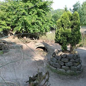 Enclosure Patagonian cavy