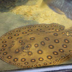 Ocellate river stingray