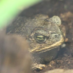 Roccoco toad