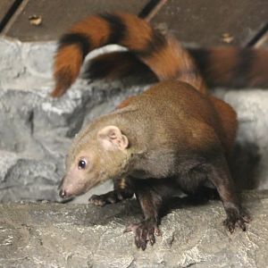 Ring-tailed mongoose