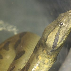 Green anaconda