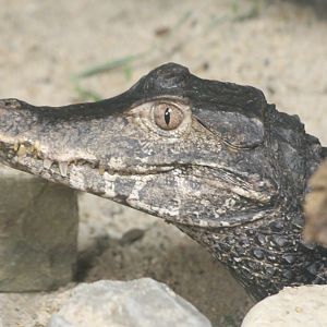 Cuvier's dwarf caiman