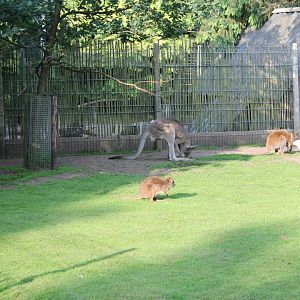 Wallaby - Kangaroo Enclosure
