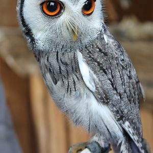 White-faced scops owl