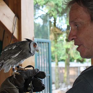 Vogelcommando with White-faced scops owl
